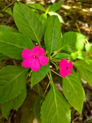 Flor color fucsia de tallo y hojas verdes. Conocida como alegr&iacute;a del hogar, alegr&iacute;a de la casa, balsamina, mirelindo, coqueta o impatiens walleriana.