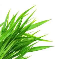 Obraz premium Vibrant green grass blades on a white isolated background, showcasing natural beauty and freshness.