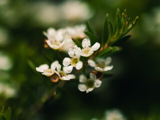 White flowers in the garden