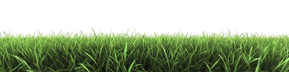 Obraz premium Lush green grass isolated on white background.