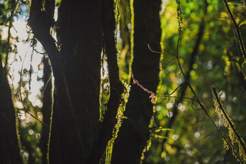 travel and people activity concept with hiking in tropical forest on mountain