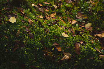 travel and people activity concept with hiking in tropical forest on mountain