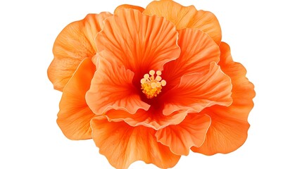 an orange flower with yellow center