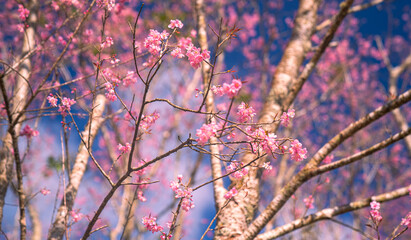 A vibrant close-up of cherry blossom branches in full bloom, set against a deep blue sky. The image captures the delicate pink flowers and budding blossoms, evoking the beauty of springtime renewal.