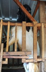 goat farm, cute goats in a traditional pen, made of wood