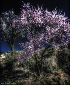 Mandorli in fiore sul Monte Fasolo. Parco Regionale dei Colli Euganei