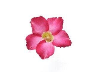 Adenium or Frangipani flower isolated on white background. Nature decorative concept design 