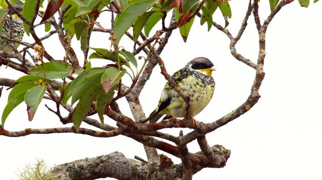 Exotic endangered Palkachupa Cotinga bird in mountain rainforest jungle fork tail, Swallow-tailed Cotinga, South America, stunning,