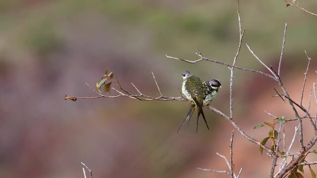 Exotic endangered Palkachupa Cotinga bird in mountain rainforest jungle fork tail, Swallow-tailed Cotinga, South America, stunning,