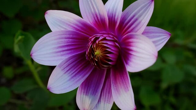 Flower, Bloom, Nature, Beauty, Petal, Color, Garden, Plant, Macro, Phot