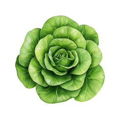 Fototapeta premium Fresh Green Lettuce on a Black Background