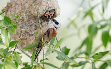 bird on a branch