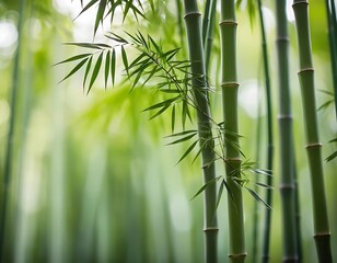 Lush Green Bamboo Forest Tranquil Scene
