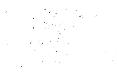 A flock of birds in flight isolated on a white background