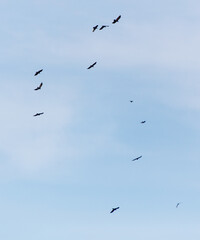 A flock of birds flying in a line across a blue sky