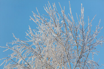 Obraz premium A tree with a lot of snow on it is in front of a blue sky