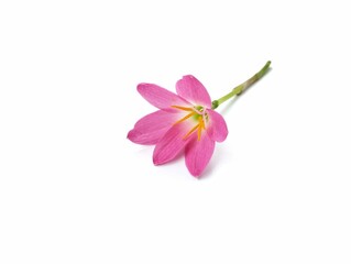 Zephyranthes minuta or rain lily flower isolated on white background. Nature decorative concept...