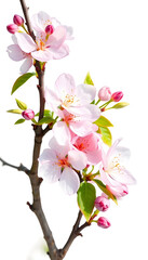 Obraz premium Beautiful sakura flowers isolated on white, isometry