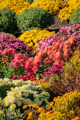 Beautiful Wallpaper of different chrysanthemum flowers