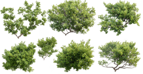 collection of lush green tree canopies with dense foliage, showcasing various shapes and sizes, isolated on transparent background. Perfect for design projects and nature themes