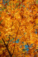 autumn leaves over blue sky