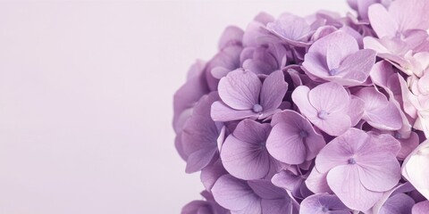 Obraz premium Template for greeting card featuring a stunning hydrangea flower head against a soft purple background, offering ample space for personalized text. Ideal for adding a touch of elegance with