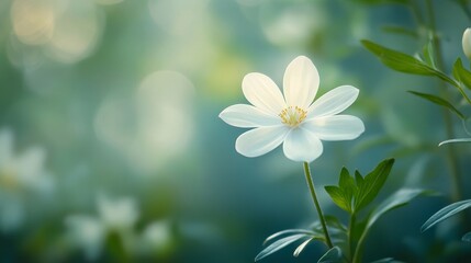 White Flower in a tranquil setting, showcasing the beauty of white flowers. This stunning white flower captures the essence of nature s elegance and charm through its delicate petals.