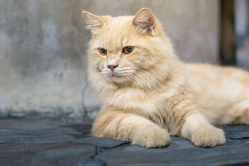 A majestic ginger cat sits gracefully, exuding calmness and focus. Its soft fur and piercing golden eyes make it a picture of elegance and feline charm in a serene urban setting.