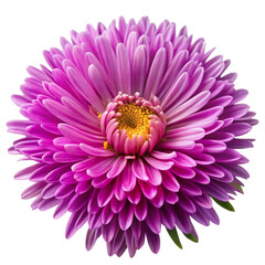 Delicate Aster Flower with Radiating Petals in Soft Colors - Isolated on White Background