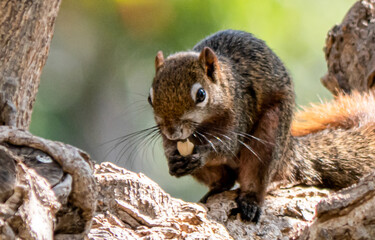 Squirrel