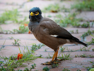 Common myna