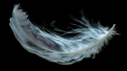 A delicate white feather floating gracefully with subtle motion blur, captured on a transparent background for an ethereal and peaceful effect