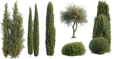 collection of various trees and shrubs, including tall cypress trees and round bush, displayed transparent background. greenery is lush and detailed, showcasing different shapes and sizes of