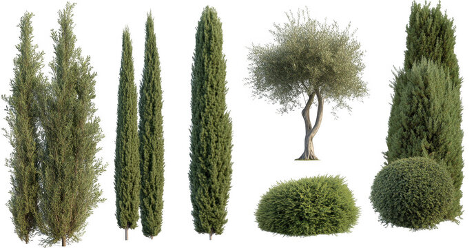collection of various trees and shrubs, including tall cypress trees and round bush, displayed transparent background. greenery is lush and detailed, showcasing different shapes and sizes of