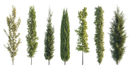 collection of seven different types of tall, narrow trees with varying shades of green foliage, isolated transparency background. These trees showcase diverse textures and shapes, ideal for