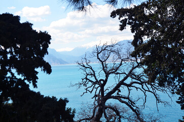 trees mountain and sea view