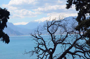 tree mountain and sea view