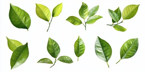 Fototapeta premium Set of isolated green leaves from an orange tree, showcasing vibrant citrus foliage on a white background. This collection highlights the freshness of orange tree foliage beautifully.