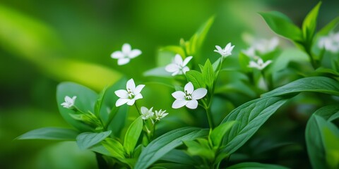Arrangement of small white flowers accompanied by vibrant green leaves found in a serene park setting, showcasing the beauty of small white flowers amidst lush greenery.
