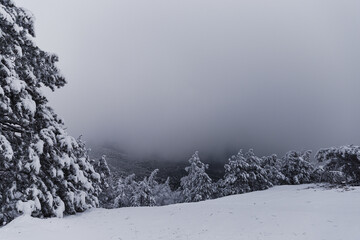 Winter landscape with snow covered evergreen trees and mountain covered in a heavy grey cloud