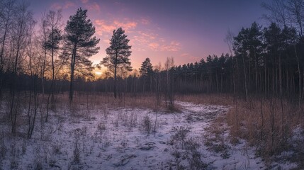 Fototapeta premium Stunning panoramic view of a serene wilderness natural forest during a winter sunset, showcasing the beauty of the wilderness and its tranquil atmosphere at dusk.