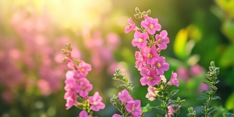 Beautiful Angelonia angustifolia Serenita Series showcases vibrant pink flowers set against a lush green background, emphasizing the elegance of Angelonia angustifolia in nature.