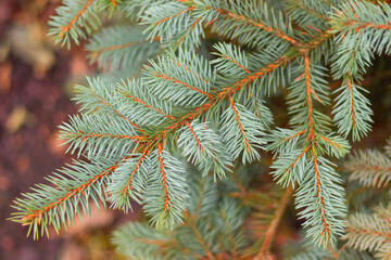 Blue or silver spruce needles texture background. Engelmann spruce pattern. Nature texture of Picea engelmannii or white spruce or mountain spruce branches.