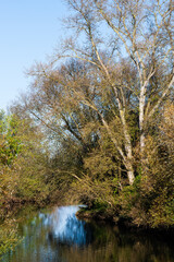 Automne sur les rives de l'Ill : Découverte de la végétation alluviale, alsace, CEA, Grand Est