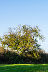 Obraz premium Haie champêtre avec un vieux robinier en automne, sur les rives inondables de l’Ill en plaine d’Alsace