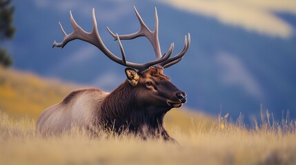 A large elk resting in a meadow with antlers in full display against a soft natural backdrop.