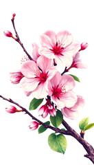 Beautiful sakura flowers isolated on white, retro style