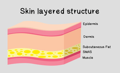 Details of Skin layered structure on gray background