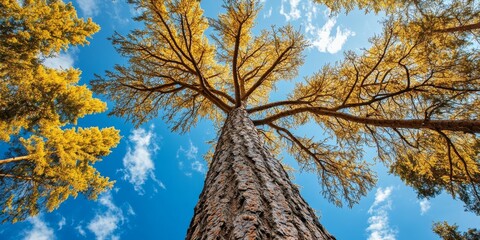 Fototapeta premium Majestic Big European Larch Larix decidua towering from below against a bright blue sky, showcasing the impressive features of the Big European Larch in nature s stunning backdrop.