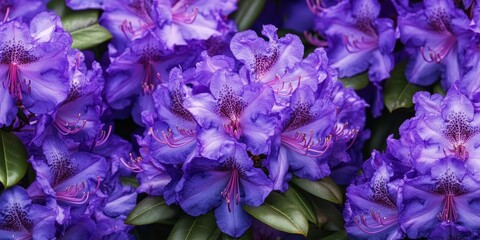 Vibrant purple rhododendron flowers bloom beautifully, showcasing their rich hue. These stunning purple rhododendron flowers add a touch of elegance to any garden or floral arrangement.